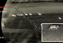 Ulve fanget på vild optagelse, mens de jager krondyr – fuld video