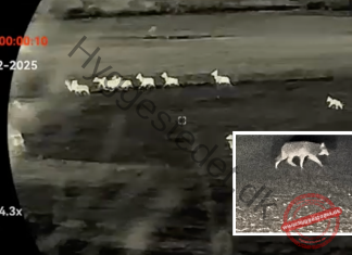 Ulve fanget på vild optagelse, mens de jager krondyr – fuld video