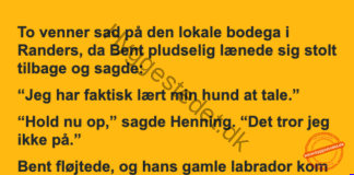 Den kloge hund på bodegaen Den kloge hund på bodegaen