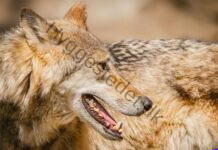 Ulve i Europa: Hvor stor er risikoen for mennesker og husdyr? Detailed portrait of a Eurasian wolf showcasing its fur texture and sharp teeth.