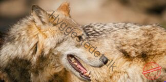 Ulve i Europa: Hvor stor er risikoen for mennesker og husdyr? Detailed portrait of a Eurasian wolf showcasing its fur texture and sharp teeth.