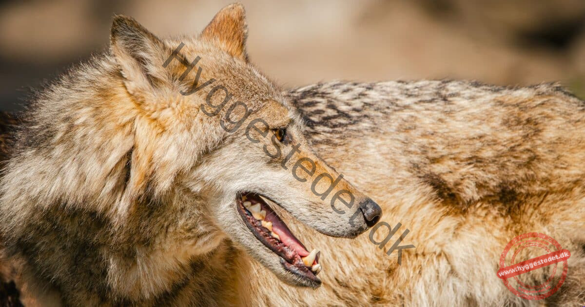 Detailed portrait of a Eurasian wolf showcasing its fur texture and sharp teeth.