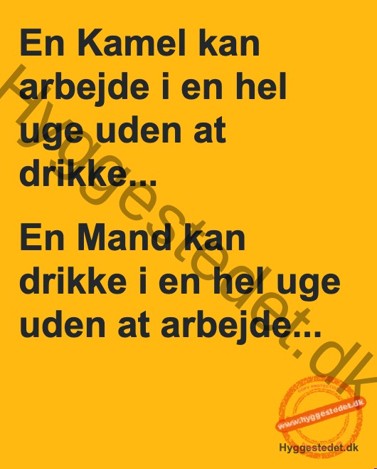 Hvad er forskellen på en kamel og en mand? – dansk joke